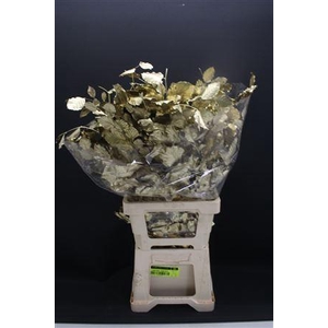 Dr Beuk Goud Stabiliseert