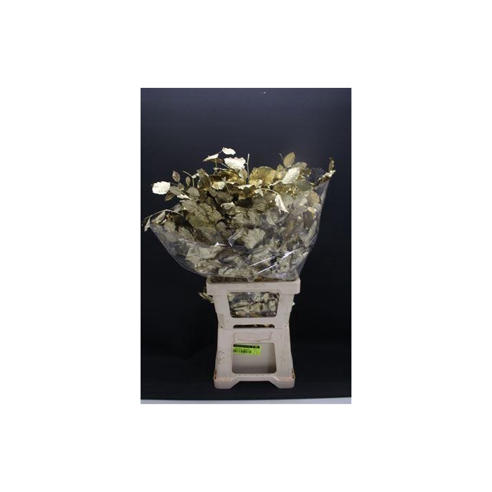 <h4>Dr Beuk Goud Stabiliseert</h4>