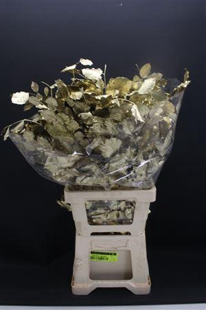 Dr Beuk Goud Stabiliseert