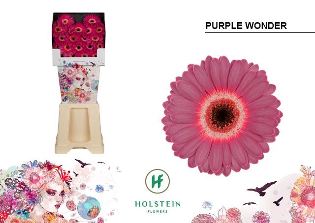 <h4>Germini Purple Wonder Diamond</h4>
