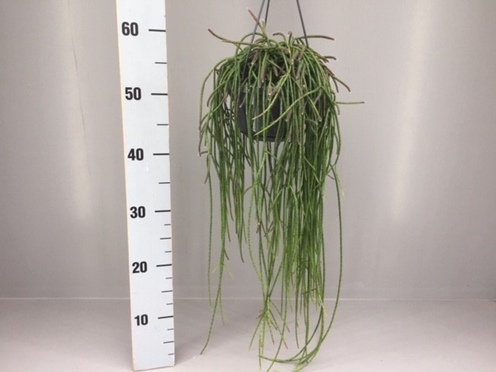 <h4>Rhipsalis</h4>