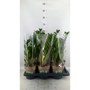 Zamioculcas zamiifolia