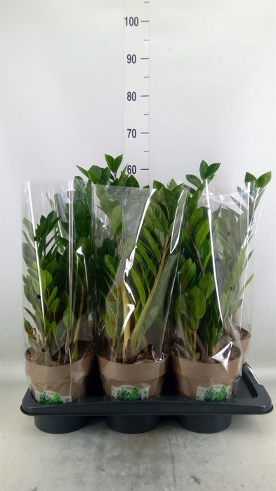 <h4>Zamioculcas zamiifolia</h4>