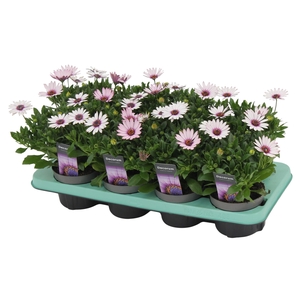 Osteospermum Quinty Decorum