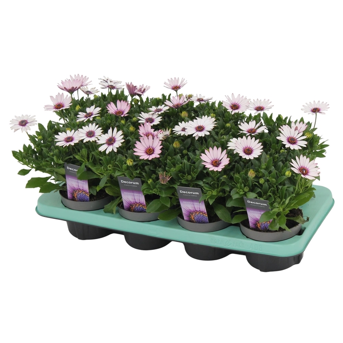 <h4>Osteospermum Quinty Decorum</h4>