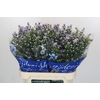 Aster Cassandra