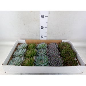Echeveria   ...mix