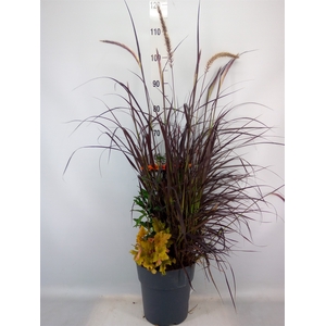 Vaste pltn   ...mix 3  [Perennials]