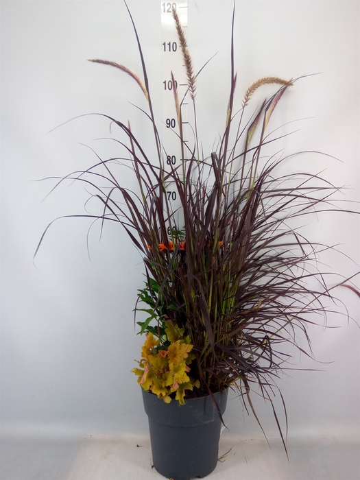 <h4>Vaste pltn   ...mix 3  [Perennials]</h4>