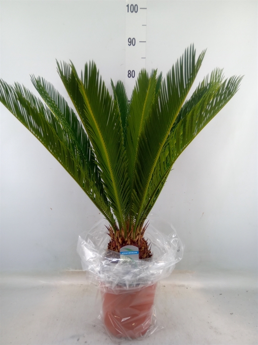 <h4>Cycas revoluta</h4>