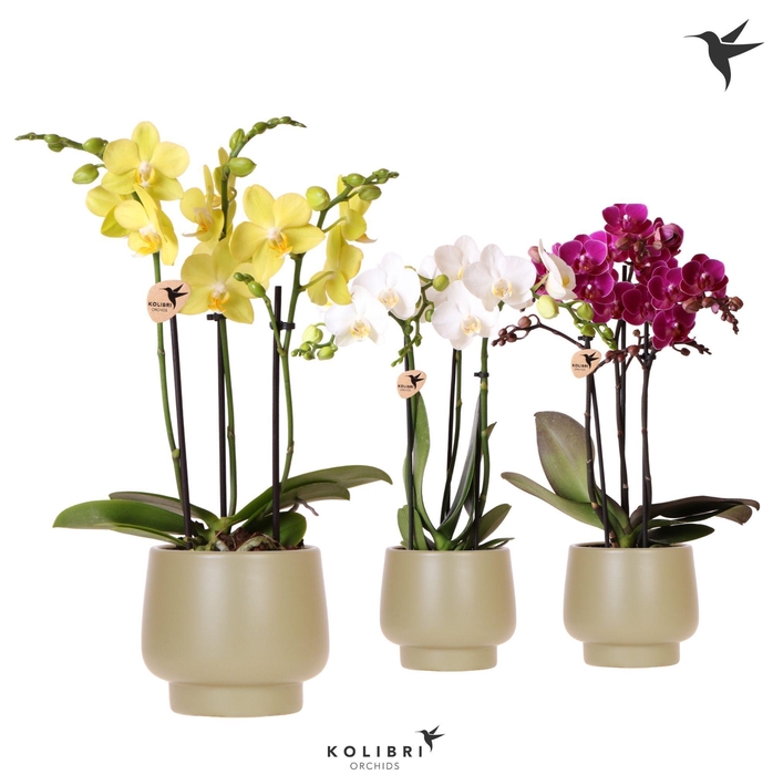 <h4>Kolibri Orchids Phalaenopsis mix 3 spike in Scandic pot green</h4>