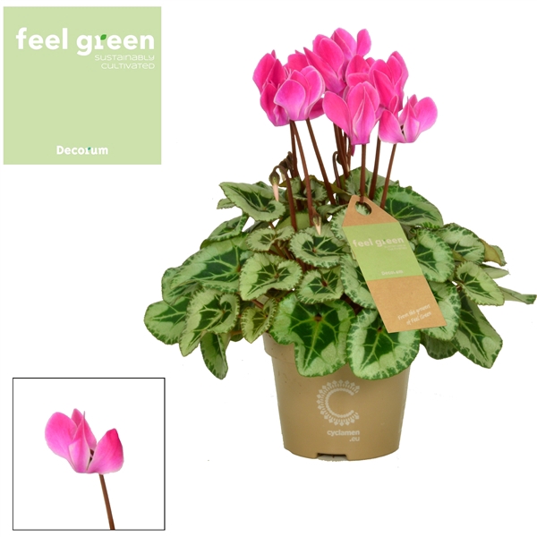 <h4>Cyclamen SS Picasso Flamed Mix FEEL GREEN Decorum</h4>