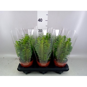 Euphorbia trigona