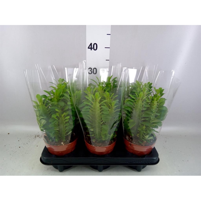 <h4>Euphorbia trigona</h4>