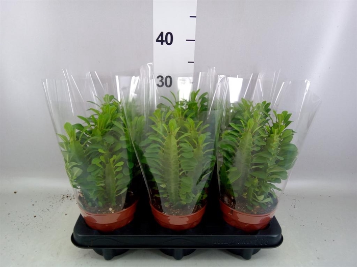 Euphorbia trigona
