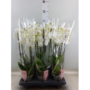 Phalaenopsis  'Ant Inverness'