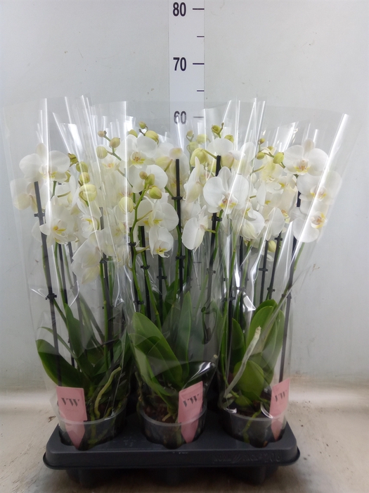 <h4>Phalaenopsis  'Ant Inverness'</h4>