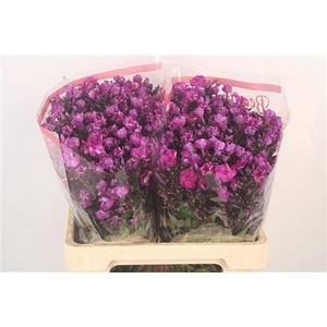 Phlox P Wiz Illusion Blue