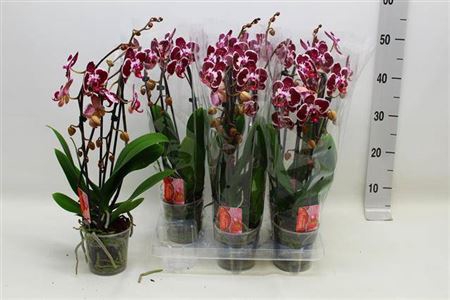 <h4>Phal El Cascade</h4>