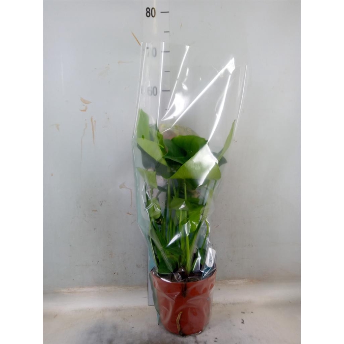 <h4>Monstera delic.</h4>