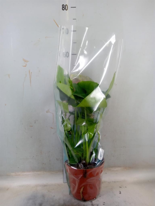 <h4>Monstera delic.</h4>