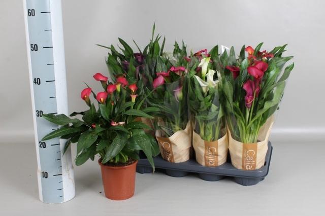 <h4>ZANT GEM 5 KL</h4>