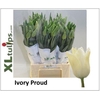 Tu En Ivory Proud
