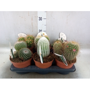 Cactus   ...mix