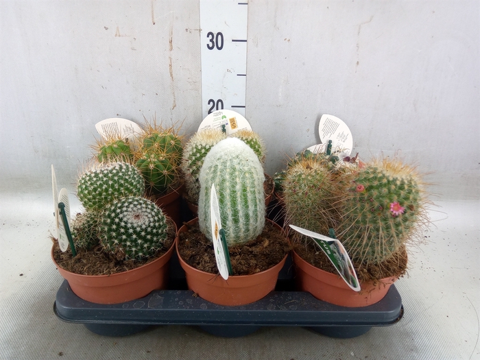 <h4>Cactus   ...mix</h4>