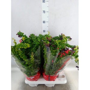 Aeschynanthus  'Rasta'