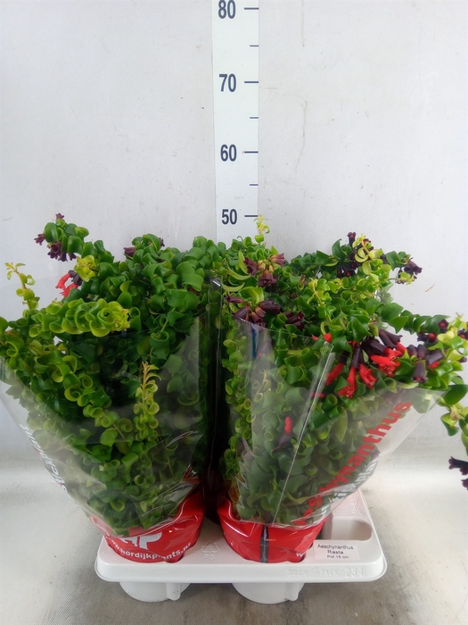 <h4>Aeschynanthus  'Rasta'</h4>