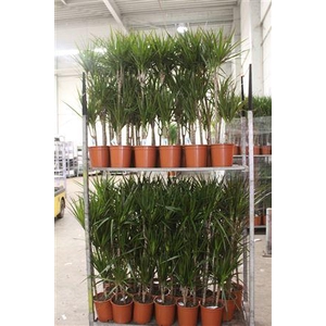 Dra Marginata 60-30-15 Cm