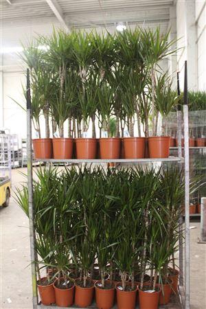 <h4>Dra Marginata 60-30-15 Cm</h4>