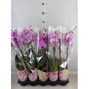 Phalaenopsis   ...rose