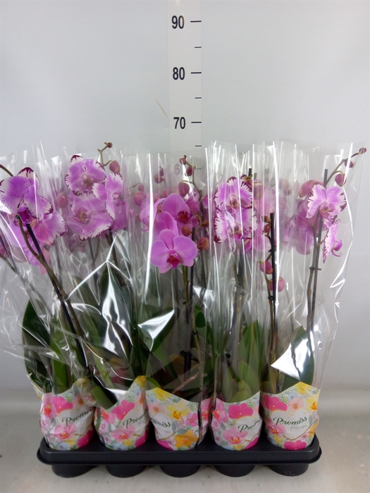 <h4>Phalaenopsis   ...rose</h4>