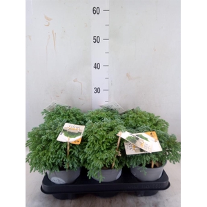 Chamaecyparis pis. 'Minta'