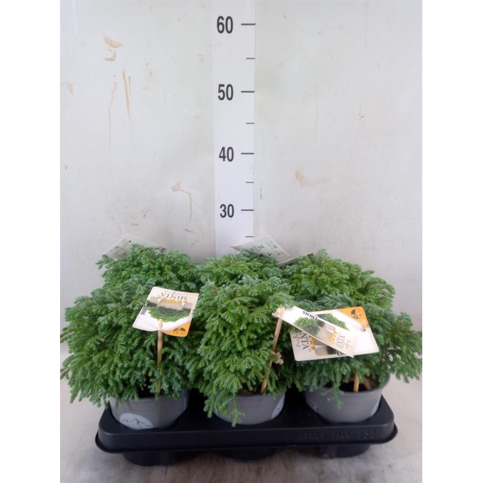 <h4>Chamaecyparis pis. 'Minta'</h4>