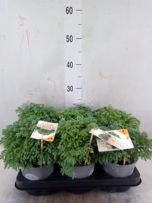 Chamaecyparis pis. 'Minta'