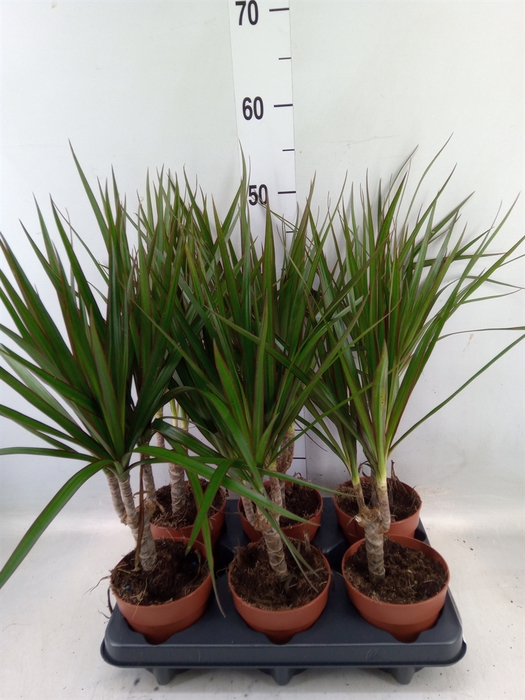 <h4>Dracaena marg.</h4>