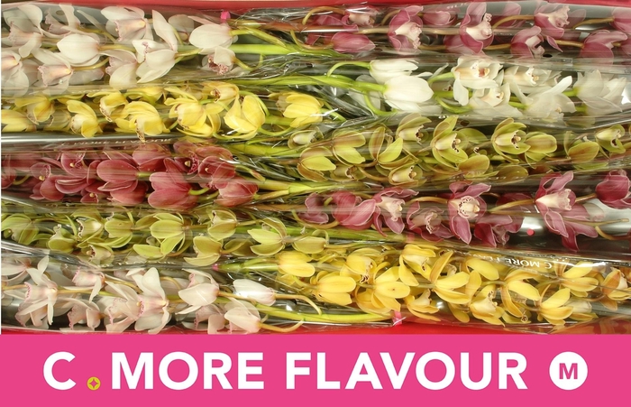 <h4>CYMB MI GEM</h4>