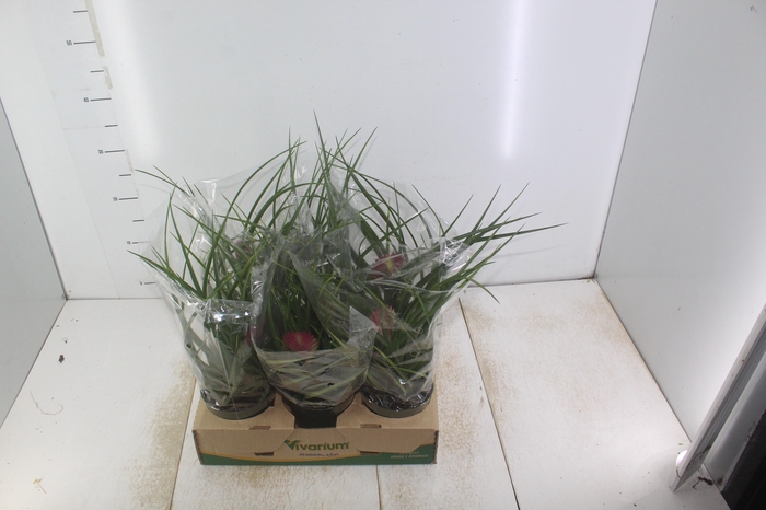 <h4>TILLANDSIA CYANEA P12</h4>