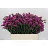 Limonium sinuatum Rosa Sun Birds
