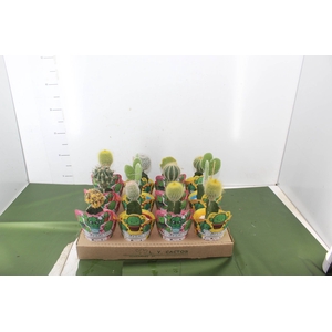 CACTUS ENXERTADO P10