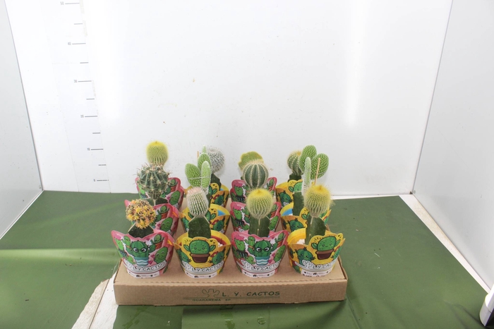 <h4>CACTUS ENXERTADO P10</h4>