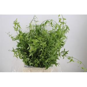 Jasmijn Ranken P Bunch