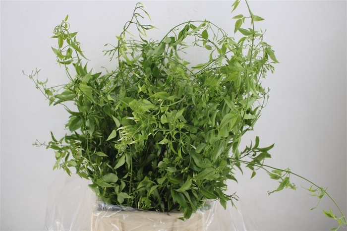 <h4>Jasmijn Ranken P Bunch</h4>