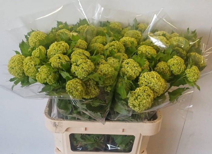 <h4>VIBURNUM ROSEUM ST</h4>