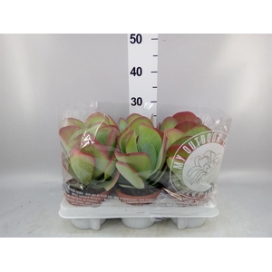 Kalanchoe NF thyrsiflora