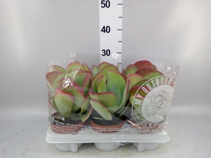 <h4>Kalanchoe NF thyrsiflora</h4>