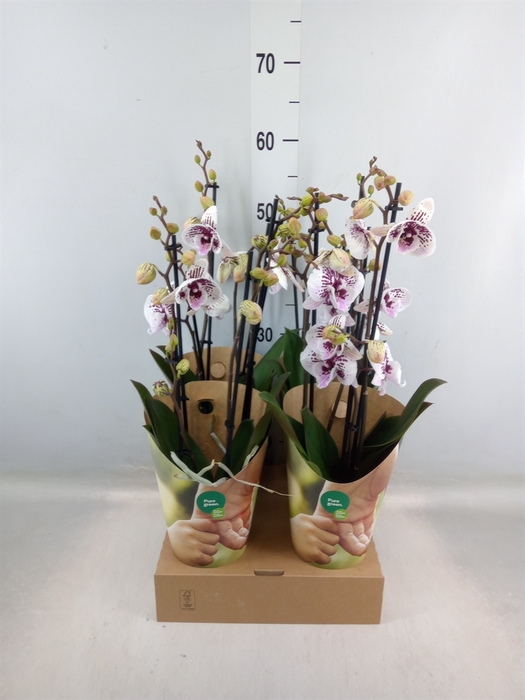 <h4>Phalaenopsis   ...white</h4>